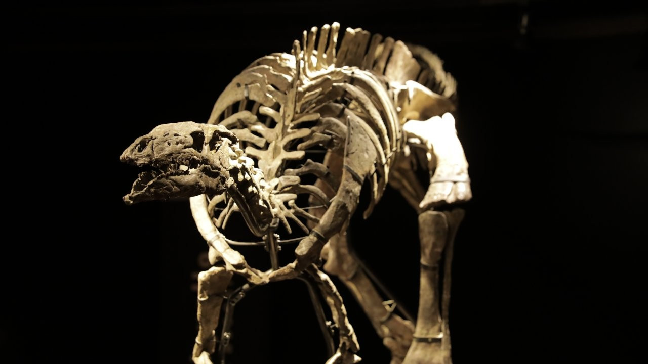 150 milyon yıllık dinozor iskeleti 930 bin euroya satıldı